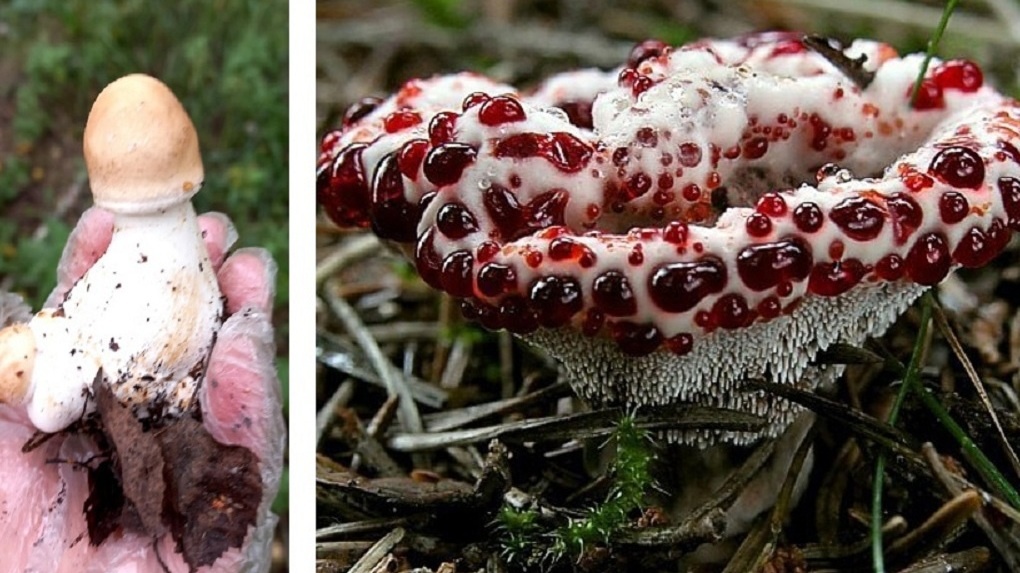 «Кровоточащий зуб», паутинник, голубой бархатный: рассматриваем необычные находки омских грибников