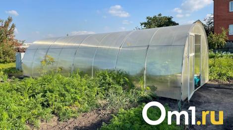 Ужасающее насекомое на даче шокировало жителя Омска