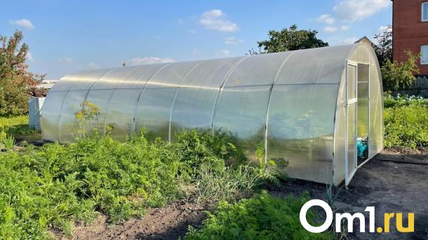 Ужасающее насекомое на даче шокировало жителя Омска