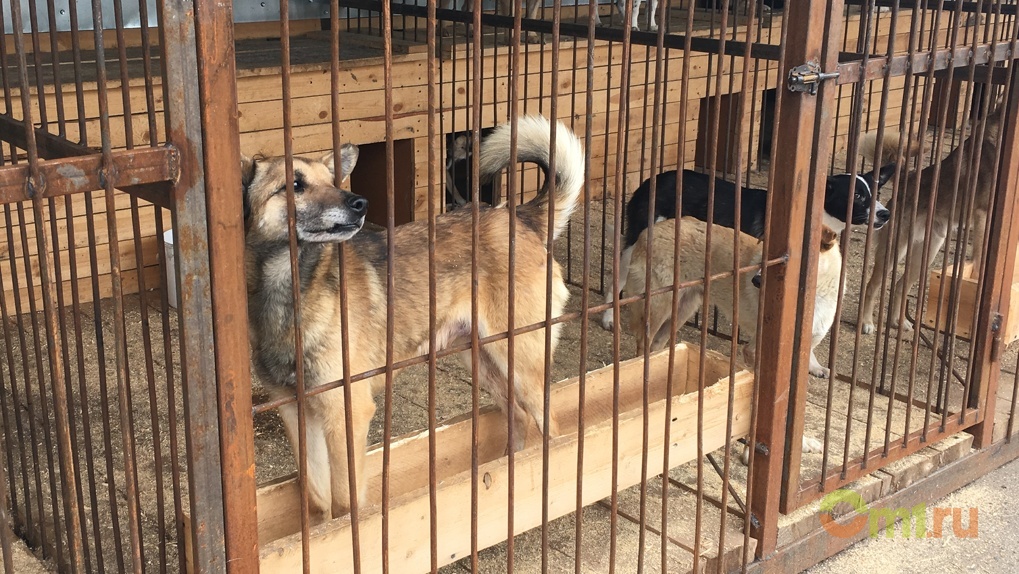 Тысячи бездомных лап: как живут собаки в омском САХе и какая судьба им уготована? — ФОТО
