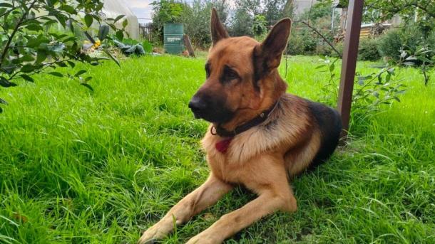 Дробь вместо хлеба: пса, ставшего мишенью для ружья, спасли в Новосибирске