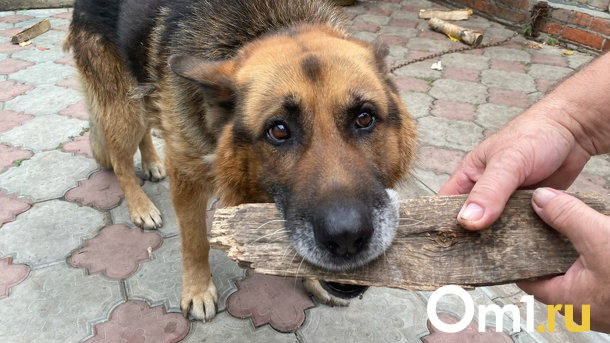 Омские депутаты хотят бороться с бродячими собаками «вольной охотой»