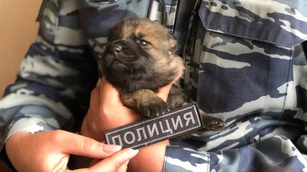 Лохматое пополнение: омичей просят придумать клички для служебных щенков