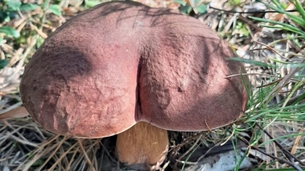 Белый гриб в виде ягодиц нашла жительница Новосибирска