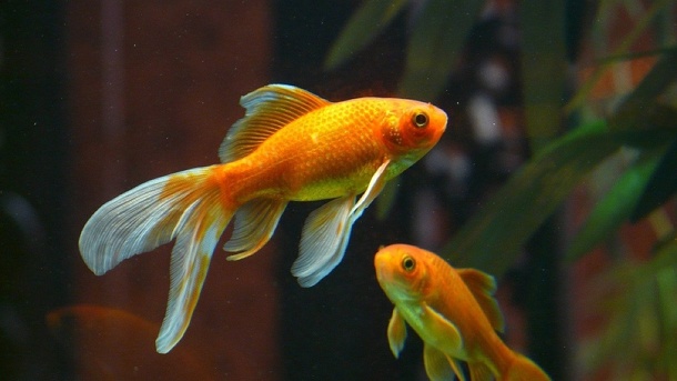 Израильские учёные научили золотых рыбок водить аквариум