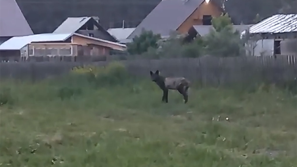 Канадские волки держат в страхе жителей посёлка Сузун Новосибирской области