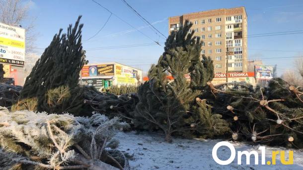 После Нового года Омск оказался усеян нераспроданными ёлками