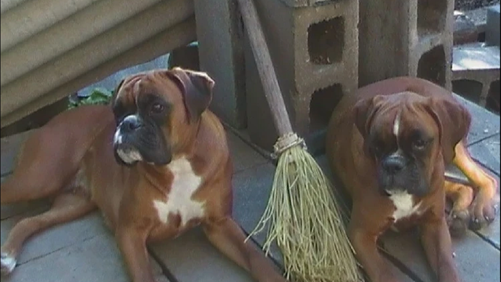 Неожиданный исход поединка