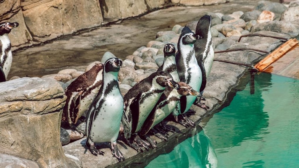 В Новосибирском зоопарке выпустили пингвинов на прогулку. ФОТО