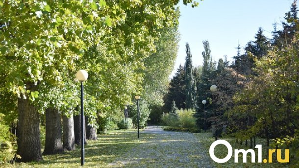 Во время благоустройства в Омске высадят 5 тысяч деревьев