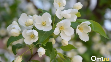 10 дней отдыха: в Совфеде поддержали продление майских праздников в России