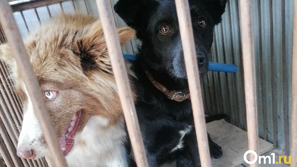 Бизнес на смерти. Омские зоозащитники обвиняют подрядчика по отлову собак в живодёрстве