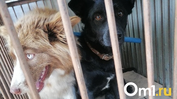 Бизнес на смерти. Омские зоозащитники обвиняют подрядчика по отлову собак в живодёрстве