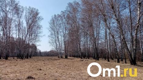 Омичи начали находить в лесах первые весенние грибы