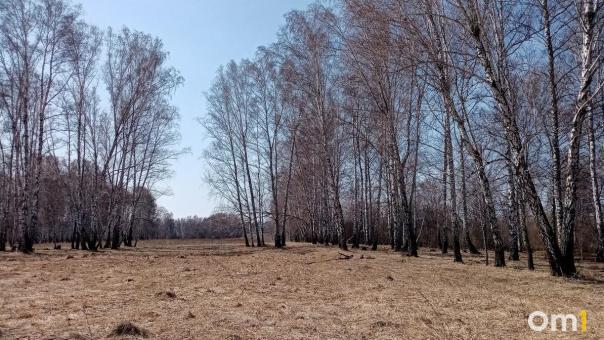 Омичи начали находить в лесах первые весенние грибы