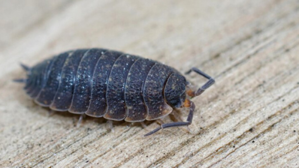 Как избавиться от мокриц в квартире? Инструкция для новосибирцев