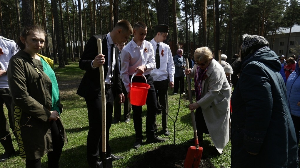 Более 9 миллионов деревьев высадили в Новосибирской области в память о погибших в ВОВ