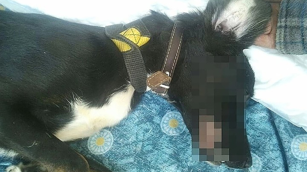 Новосибирцу грозит четыре года колонии за изнасилование собаки