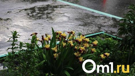 Опубликован пугающий прогноз погоды на начало июля в Омской области
