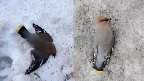 Сезон пьяных птиц начался в Омске