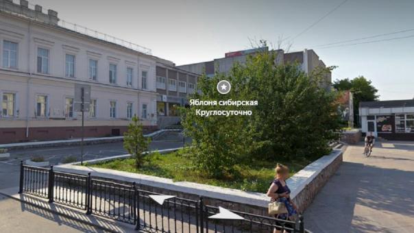 Омскую яблоню выдвинули на звание главного дерева страны