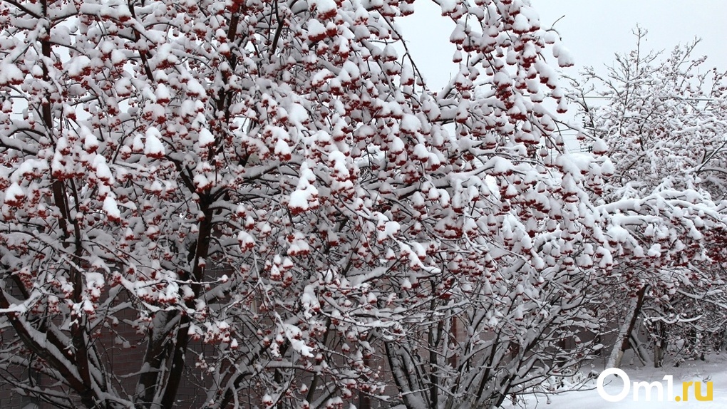 Стало известно, когда в Новосибирске выпадет первый снег