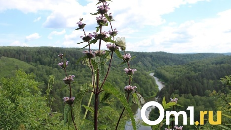 Народные приметы на лето 2022: чего ждать новосибирцам от тёплого времени года