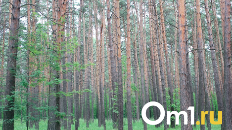 Тело с пулей в животе. В лесах под Омском застрелили охотника