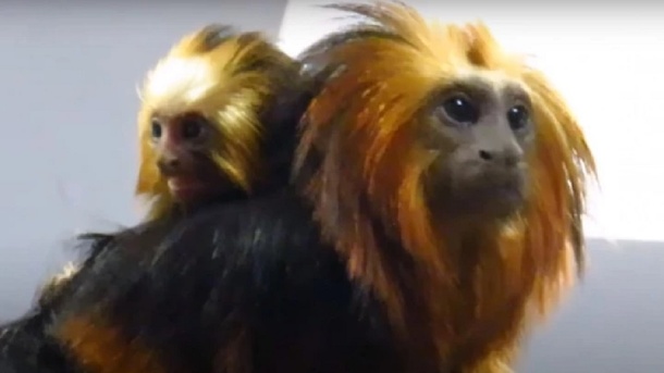 Забавное видео: детёныши у золотистых львиных тамаринов родились в Новосибирском зоопарке