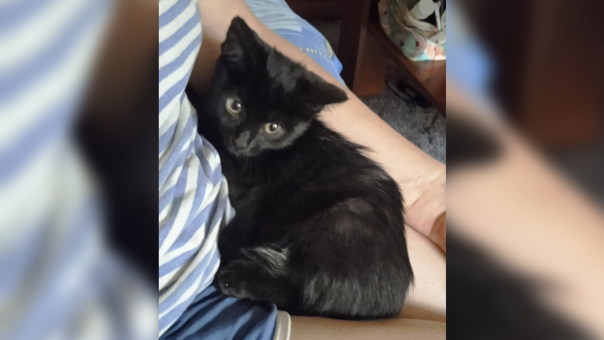 «Перекинули через забор»: 3-месячного котёнка чуть не съела собака в Новосибирске
