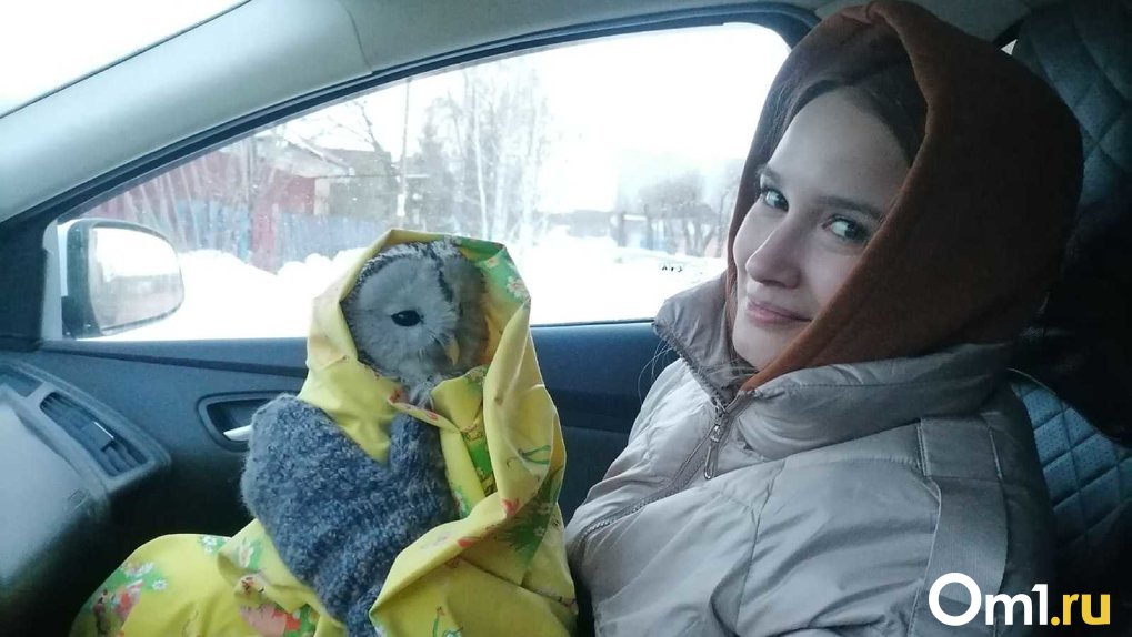Шансы выживания 50/50: омичи спасли и привезли на лечение в Новосибирск дикую сову