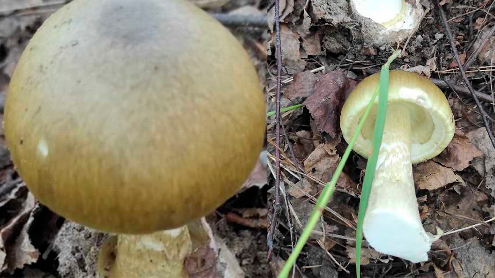 Редкий смертельный гриб нашли в новосибирских лесах