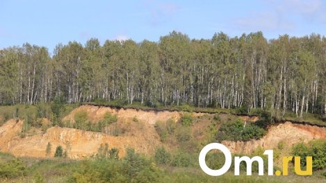 В Омской области бизнесмен незаконно вырубил деревья и заплатил миллион рублей