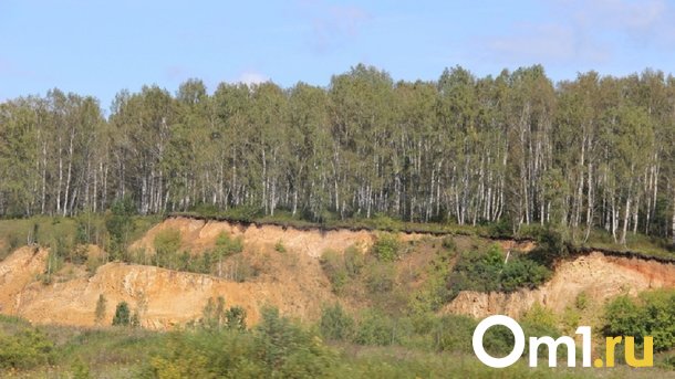 В Омской области бизнесмен незаконно вырубил деревья и заплатил миллион рублей