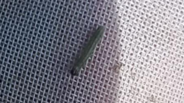 Омичей предупредили о вредоносном насекомом, активно развивающемся из-за жары