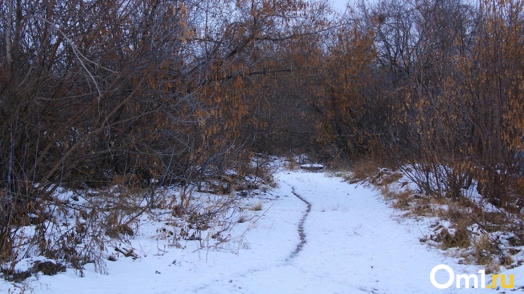 Омскую область отметили одним из лучших регионов, где заботятся о лесе