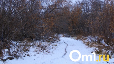 Омскую область отметили одним из лучших регионов, где заботятся о лесе