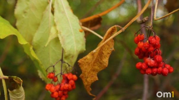 Новосибирск получил 223 тонны фруктов и овощей из Армении