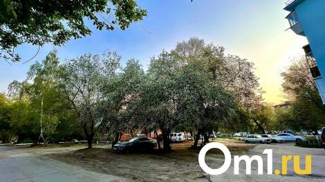 Почему в Омске массово вырубают деревья: объяснения властей