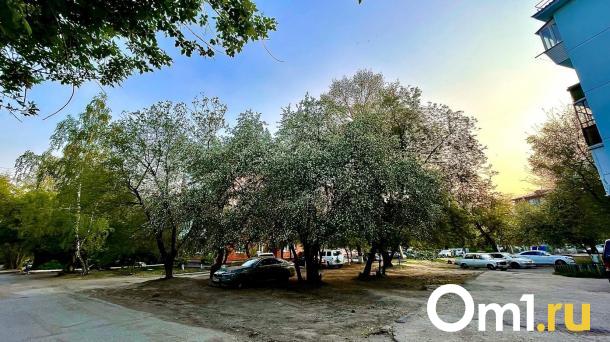 Почему в Омске массово вырубают деревья: объяснения властей