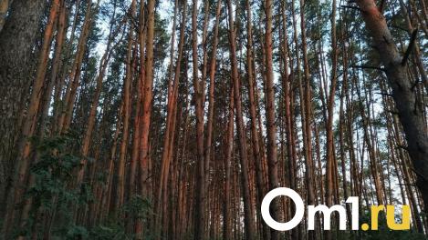 В Омске три инвестора планируют построить гостиничные номера-палатки