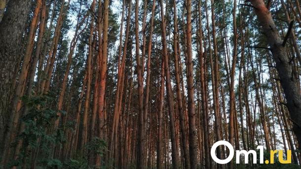 В Омске три инвестора планируют построить гостиничные номера-палатки