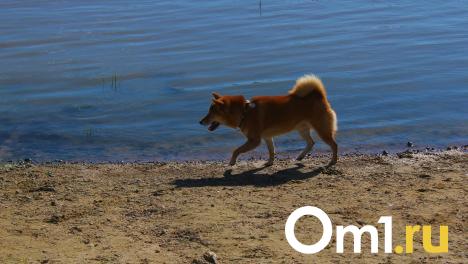 Собачники-курильщики напали на омичку на набережной