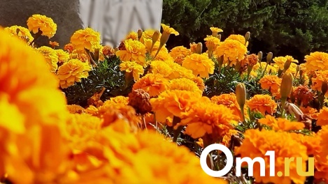 Стены из живых цветов появятся в Новосибирске