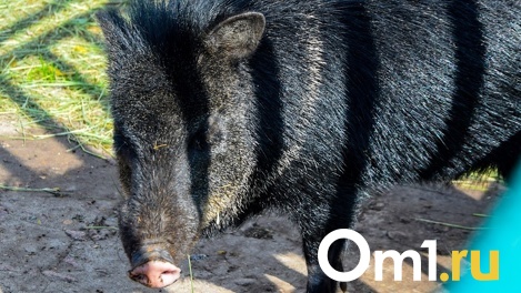 В Новосибирской области дрон снял стадо бегущих кабанов