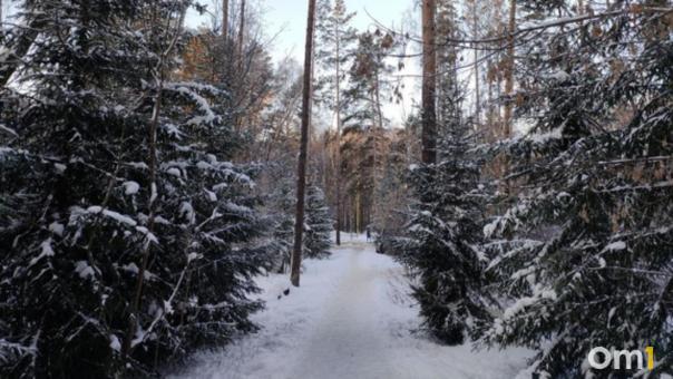 «Фотоловушку» на «чёрных лесорубов» устанавливают в лесах под Новосибирском