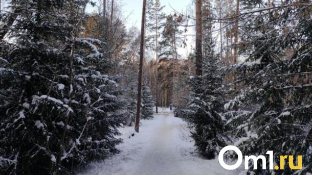 «Фотоловушку» на «чёрных лесорубов» устанавливают в лесах под Новосибирском