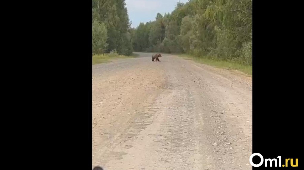 На севере Омской области машине перегородил дорогу медведь