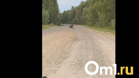 На севере Омской области машине перегородил дорогу медведь