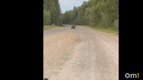 На севере Омской области машине перегородил дорогу медведь